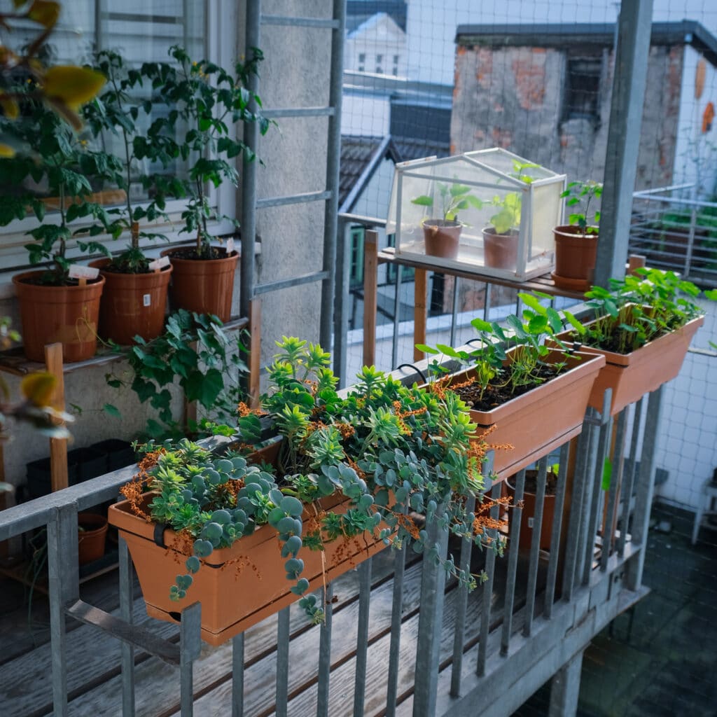 005 Urban Gardening – Tomaten vom eigenen Balkon