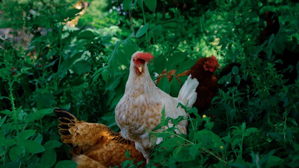Hühner selber halten – der große Leitfaden für Einsteiger