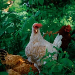 Hühner in einer Permakultur