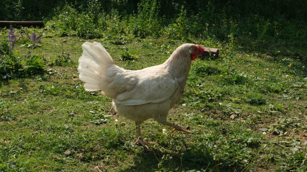 Hühner selber halten Leghorn