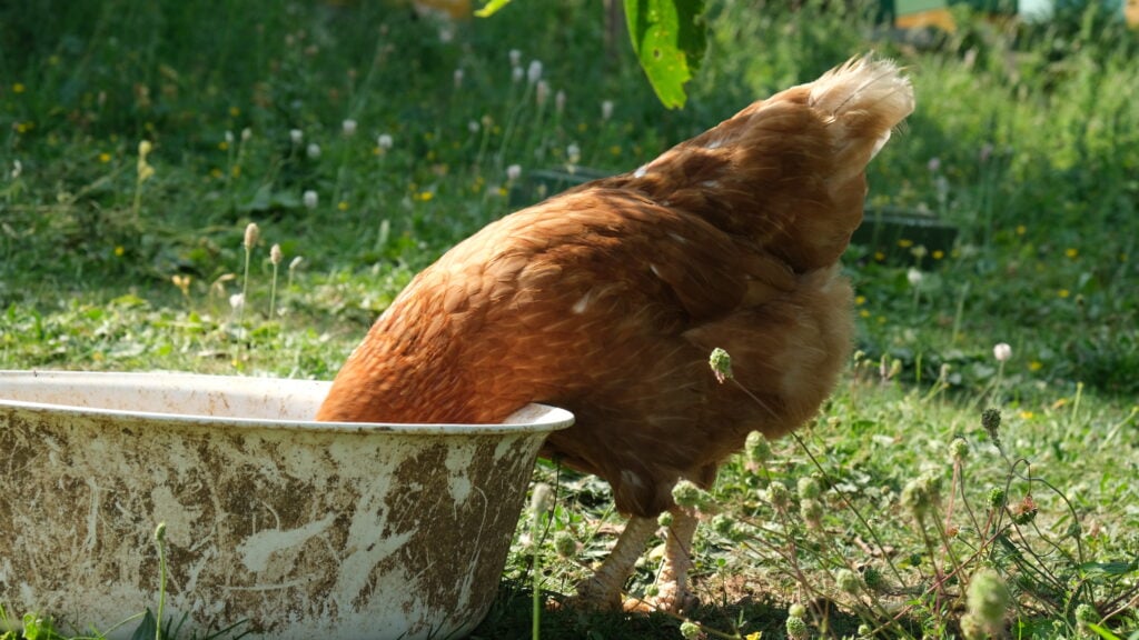 Hühner Permakultur selber halten