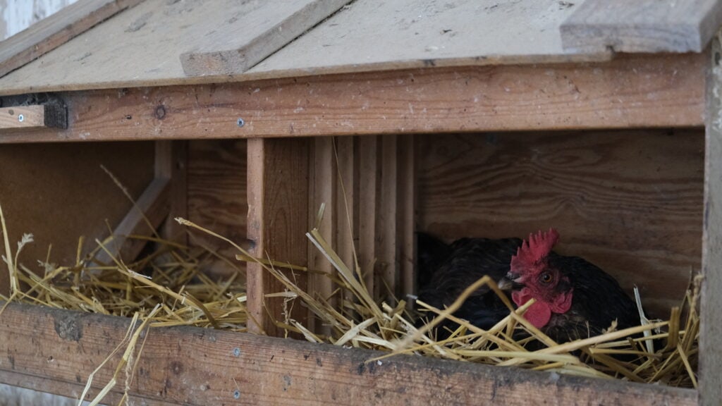 Hühner selber halten nest bauen