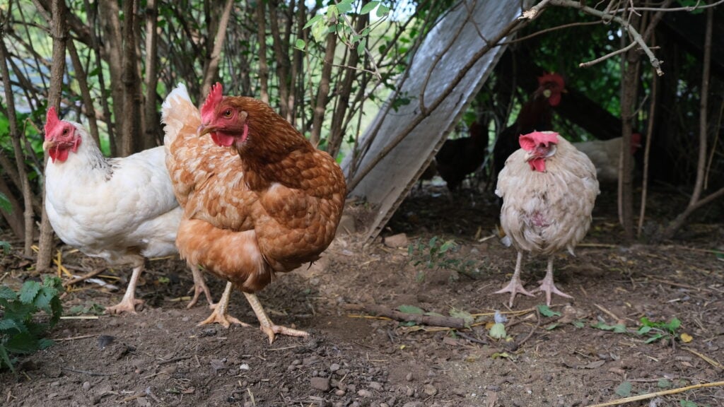 Hühner in einer Permakultur Unterstand