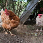 Hühner in einer Permakultur Unterstand