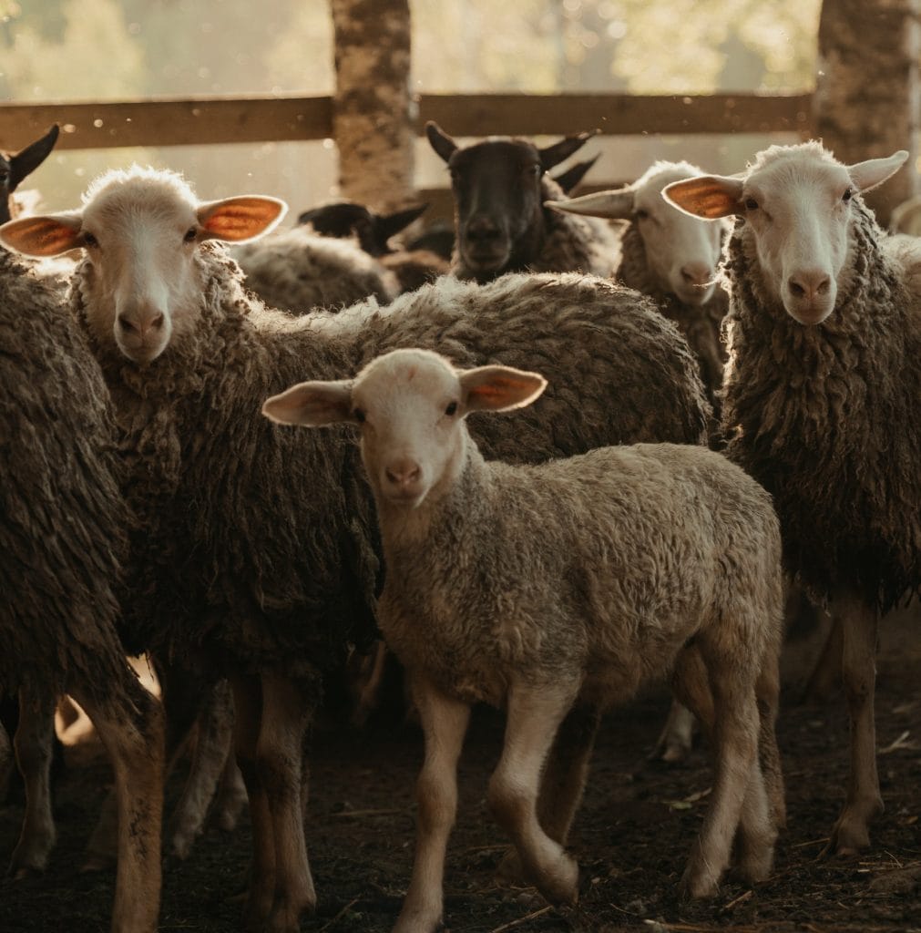 017 Schafe selber halten