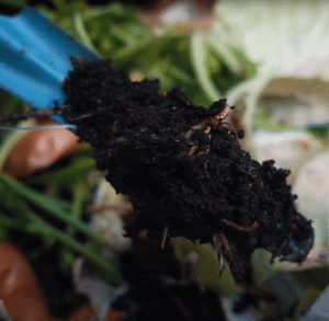 Wurm im Kompost