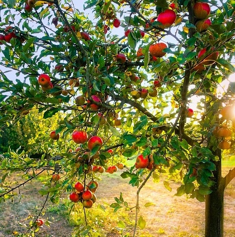 031 Die Apfelbaum Gilde – Pflanzen helfen Pflanzen