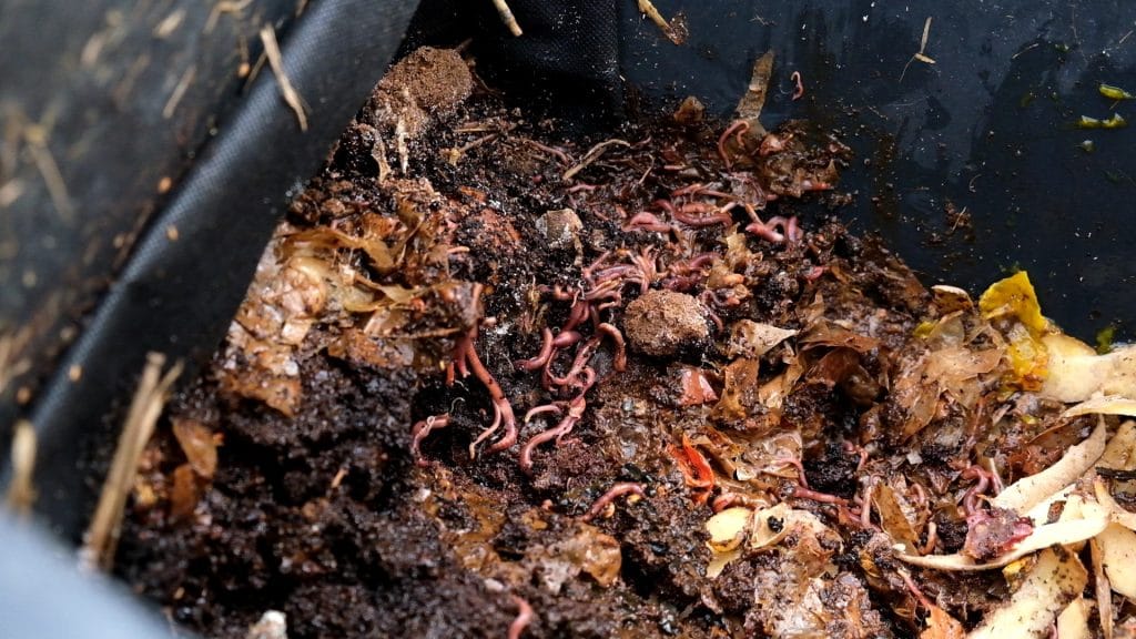 Kompostwürmer in einer Wurmkiste