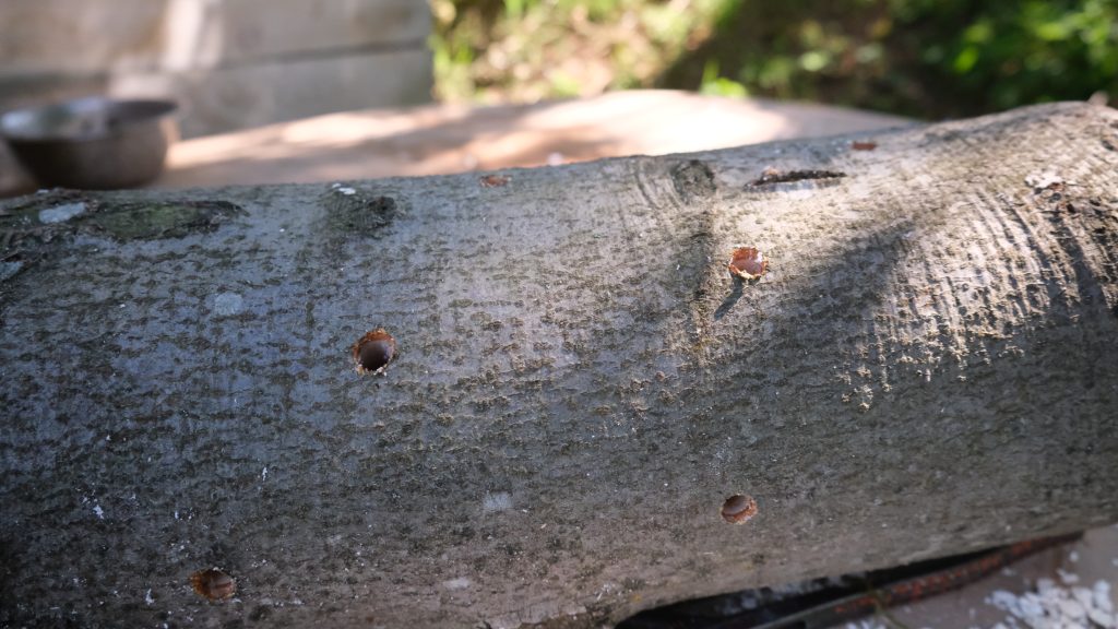 Löcher für Pilzdübel im Holz