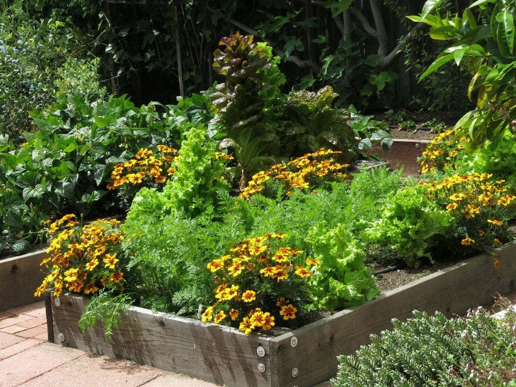 040 Pflanzen helfen Pflanzen – So baut man eine Mischkultur im Garten auf [Teil 2]