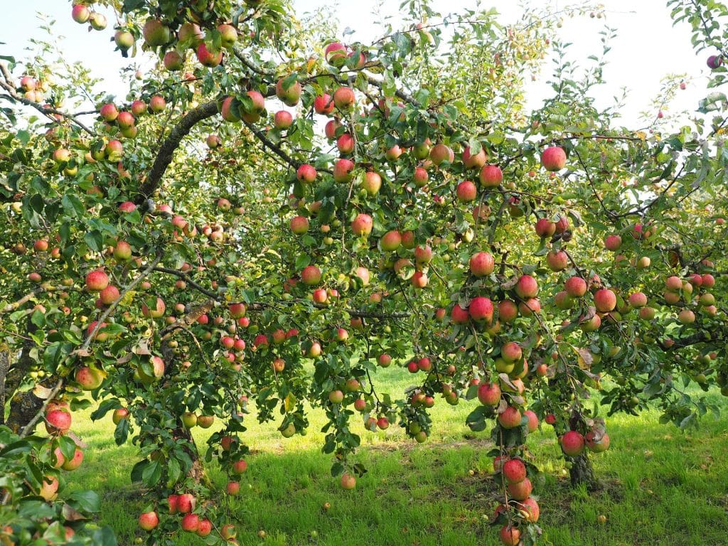 Apfelbaum Gilde in der Permakultur