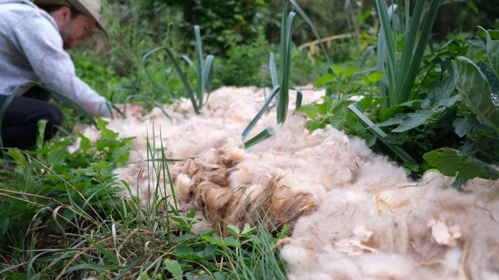 Schafwolle im Garten als mulch nutzen