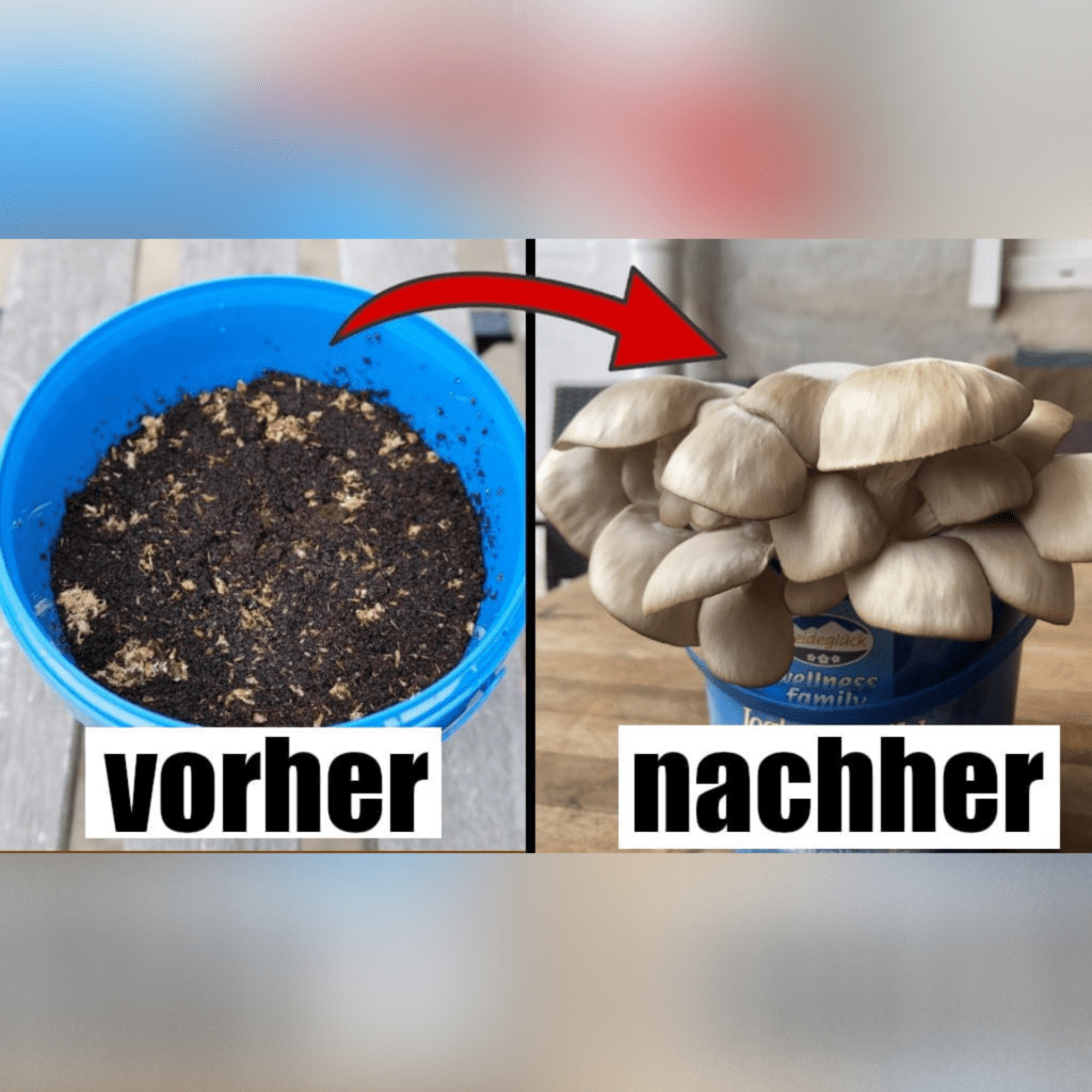 In 4 einfachen Schritten leckere Pilze auf Kaffeesatz züchten