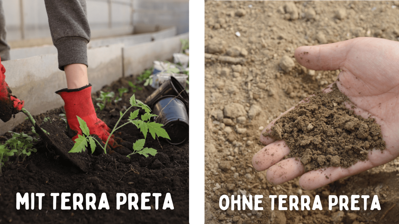 Vergleich mi Terra Preta und ohne Terra Preta
