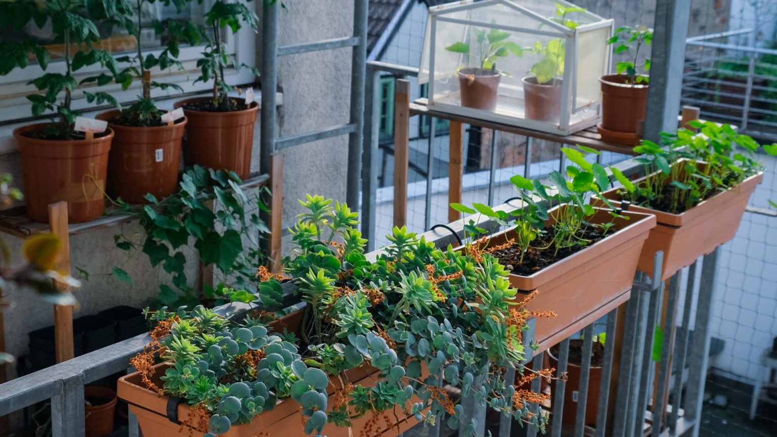 Balkonpflanzen mit Pflanzenkohle