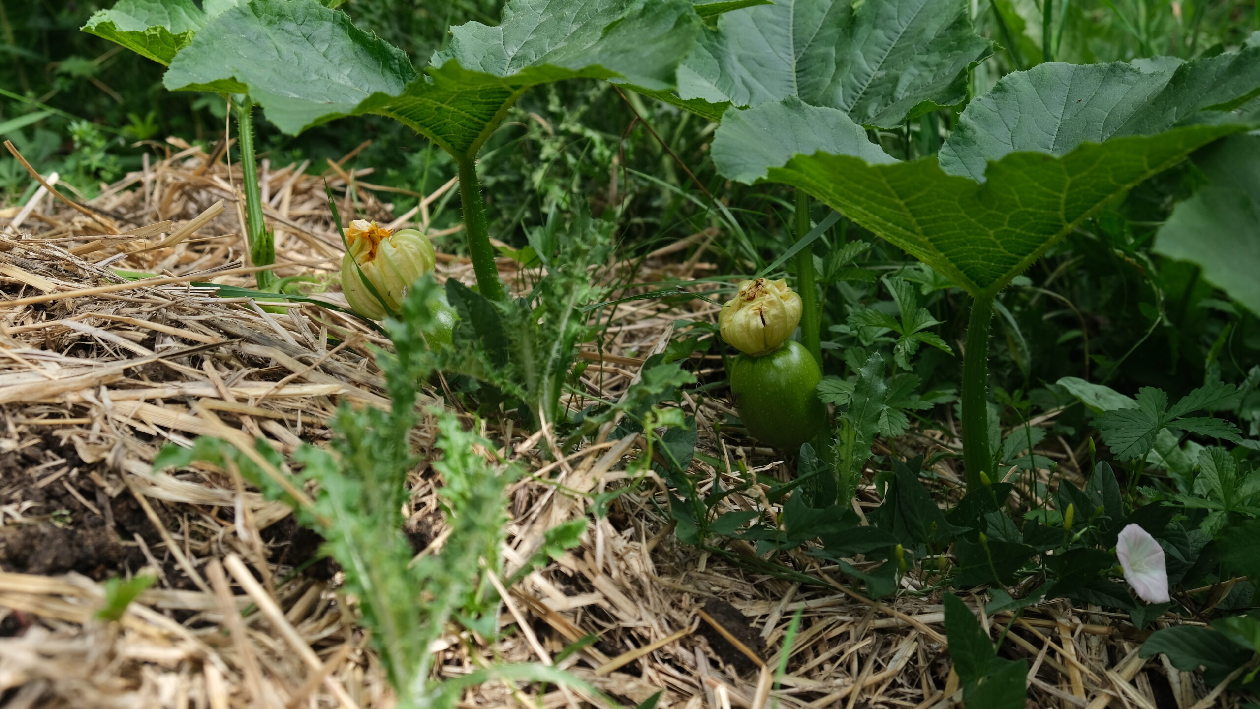 Mulchen Garten Anleitung