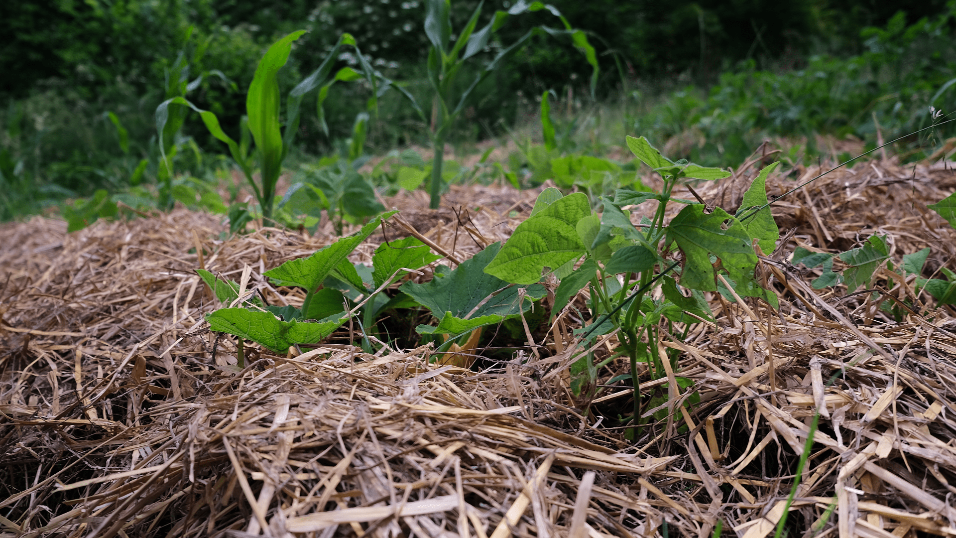 Mulchen Im Garten - So Macht Man Es RICHTIG (Anleitung)