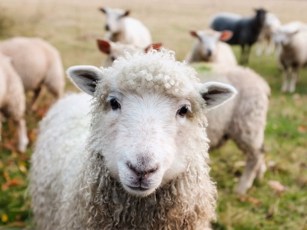 Schafe halten so viel Zeit kostet es