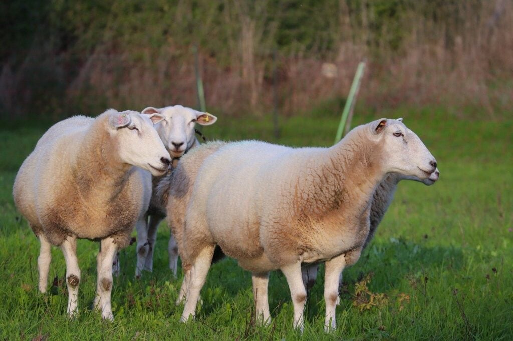 Schafe selber halten Anleitung