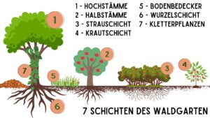7 Schichten des Waldgarten