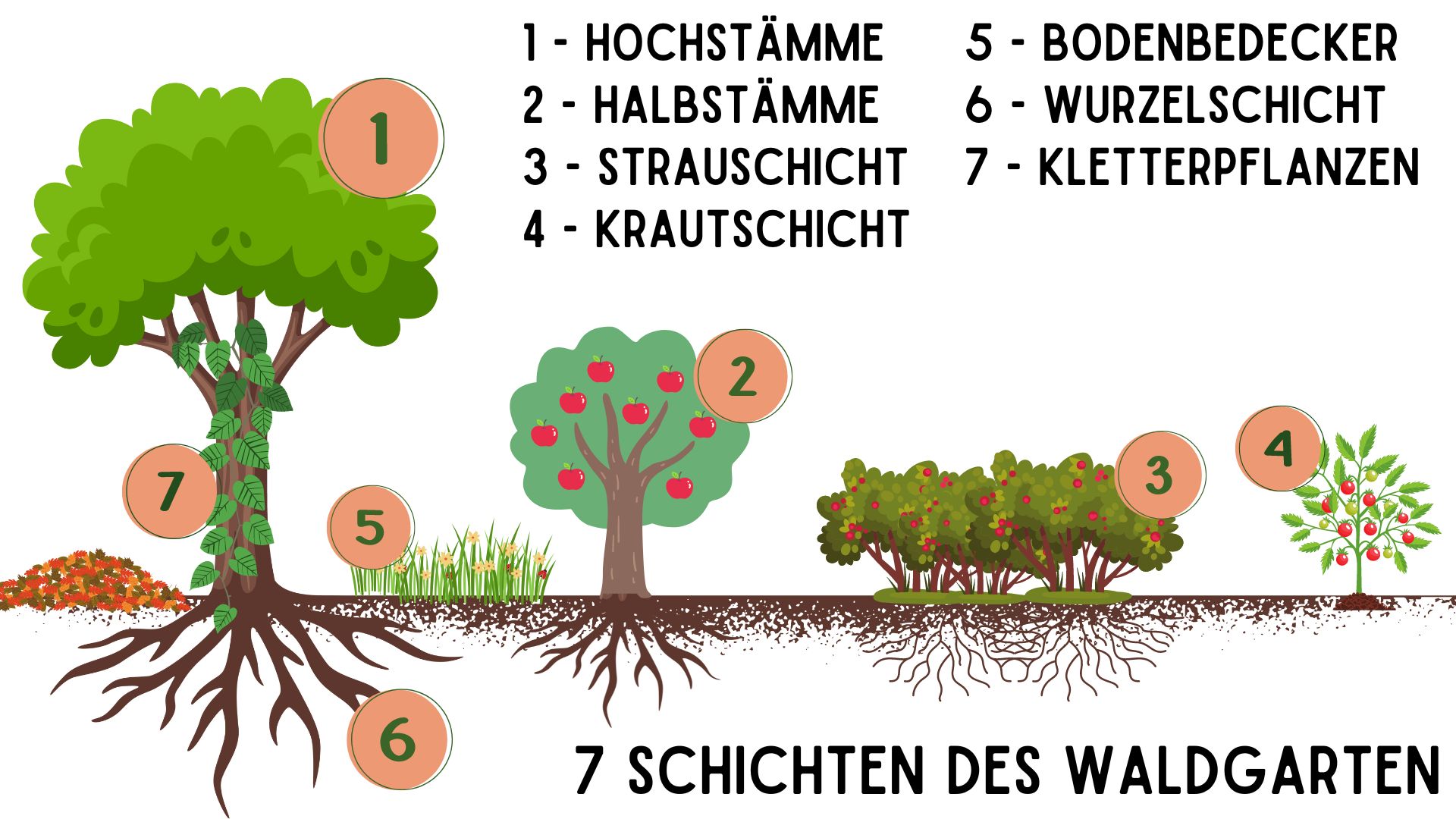 7 Schichten des Waldgarten